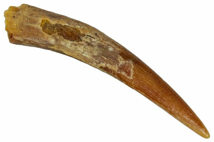 Fossil Pterosaur (Siroccopteryx) Tooth - Morocco #274257